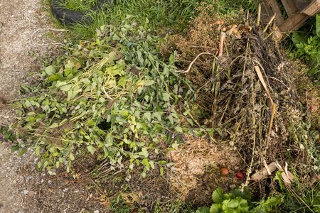 compost heap with green waste from hedges and branches