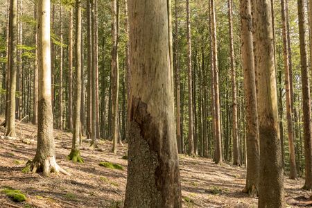 Trees without bark in the national park after bark beetle infestation