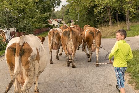Boy drives cows from the mountain pasture on the road cow downforceの写真素材