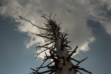 dead tree by the bark beetle against cloudy skyの写真素材