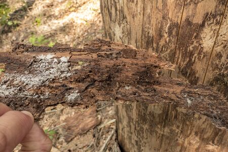 Tree without bark with the corridors of the bark beetle