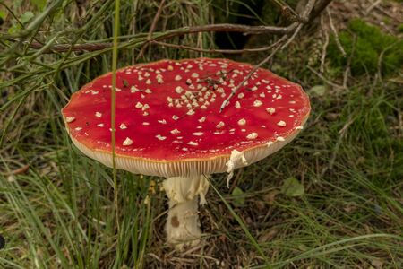 round fly agaric on moss from aboveの写真素材