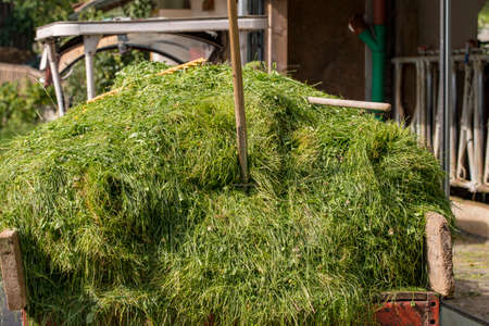 Pitchfork  on fresh grass for cow food