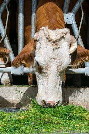 Mother feeding young baby swallows in nestの写真素材