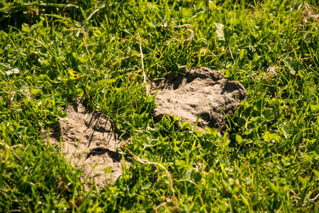 red ripe elderberry on a treeの写真素材