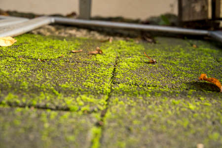 Removal of autumn leaves on the pavement with leaf blowerの写真素材