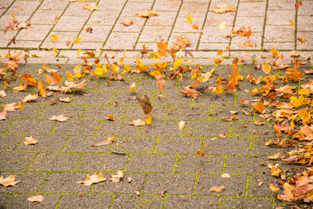 Removal of autumn leaves on the pavement with leaf blower