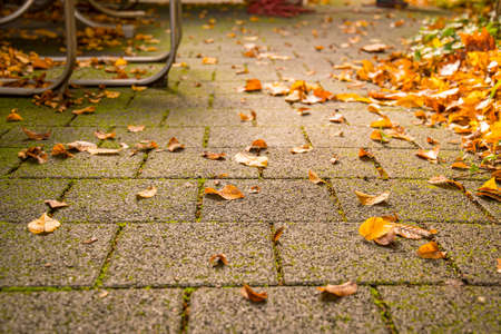 Removal of autumn leaves on the pavement with leaf blowerの写真素材