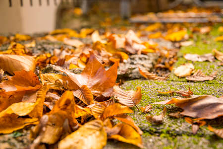 yellow autumn leaves on a tree trunk