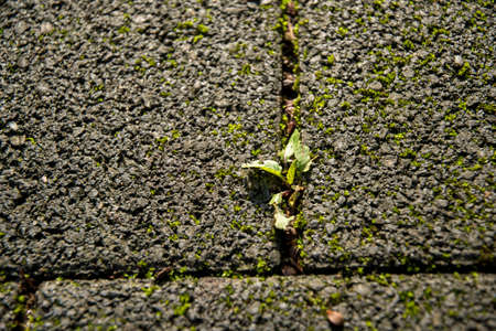 yellow autumn leaves on a tree trunkの写真素材