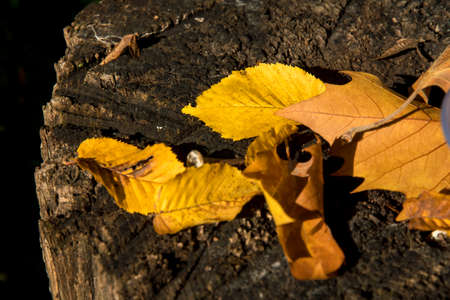 Plastic waste in the forest under autumn leavesの写真素材