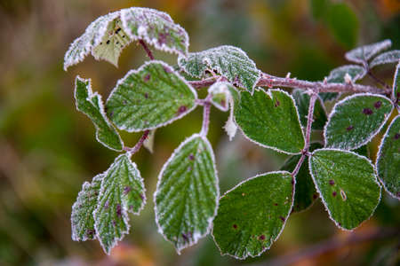 dry autumn leaves with branchの写真素材