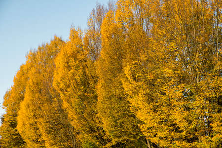 dry autumn leaves with branchの写真素材
