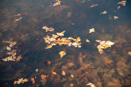 dry autumn leaves with branchの写真素材