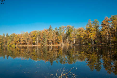 dry autumn leaves with branchの写真素材