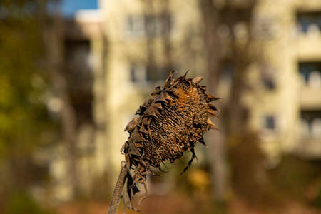 canoes of different colors covered with foliage on the bankの写真素材