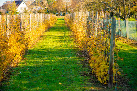 canoes of different colors covered with foliage on the bankの写真素材