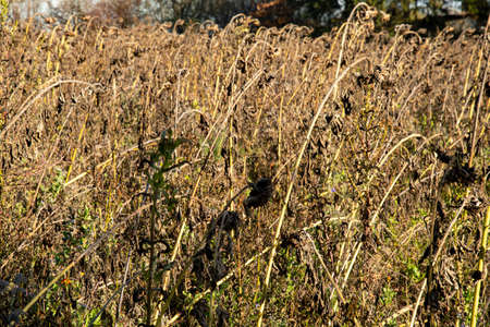 canoes of different colors covered with foliage on the bankの写真素材