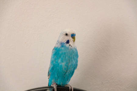 Blue male budgie in front of white wallの写真素材