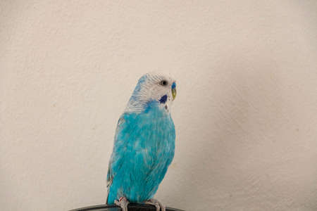 Blue male budgie in front of white wallの写真素材