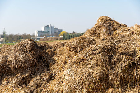 Young woman takes a deep breath and enjoys the sun in front of pink blossomの写真素材