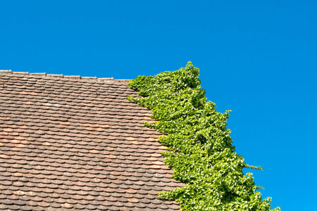 Roof overgrown with ivy against a blue skyの写真素材