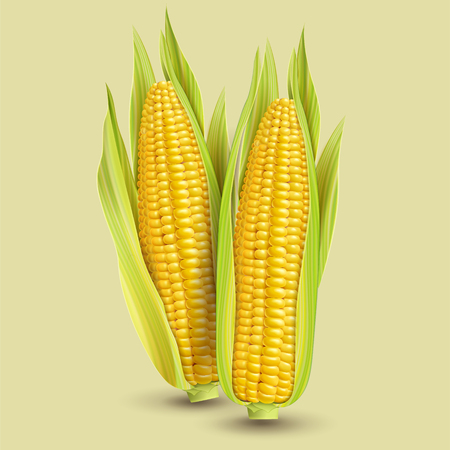 Fresh corncob design element in 3d illustrationのイラスト素材