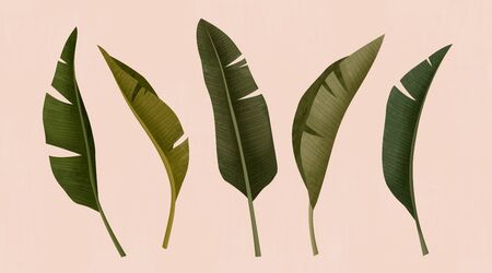 Tropical leafs on pink background in 3d illustrationのイラスト素材