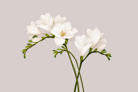 3d illustration of beautiful white freesia flowers on light beige color backgroundのイラスト素材