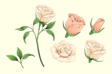 Illustration of light pink engraved rose process from closed bud to fully bloom form and flower with stem isolated on cream color background.のイラスト素材