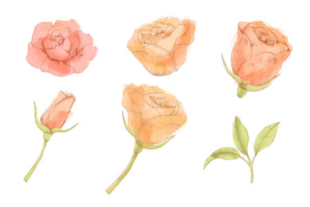 Illustration of hand drawn engraved style rose flower element set. Including flowers in different angle, leaves, stem and bud isolated on white background.のイラスト素材