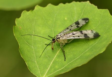 The scorpionfly sitting on the leaf of aspenの写真素材