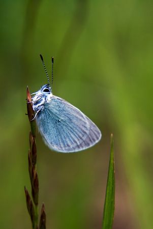 Blue licaenid butterfly sitting on the cone