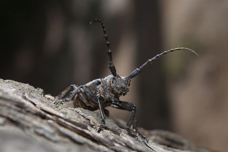 Lamia textor on the pine's bark looking at the objective lensの写真素材