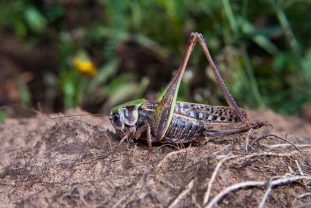 The female of grey grasshopper sitting on the groundの写真素材