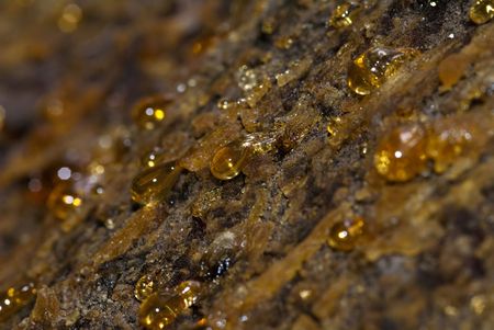 goldish drops of resin on the pine's barkの写真素材