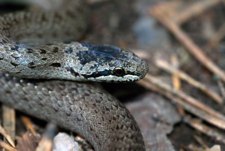 The grey grass-snake on the forest floorの写真素材