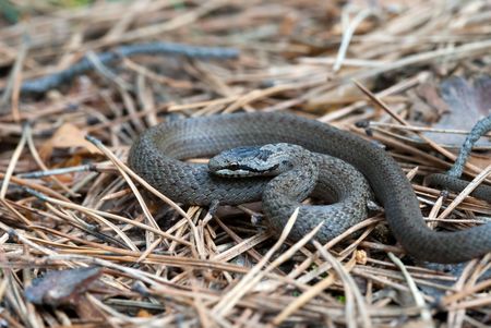 The grey grass-snake on the forest floorの写真素材