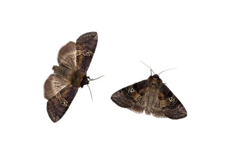 Two drepaniid moths on the white backgroundrの写真素材