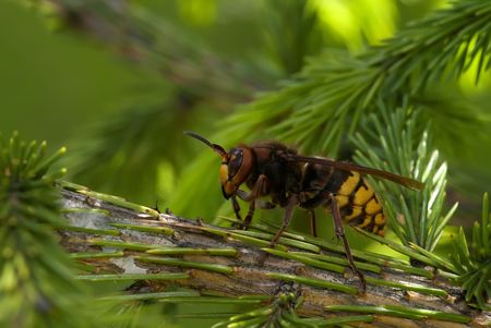 Hornet wasp on the brach of spruce