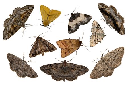 Ten night moths on the white backgroundの写真素材