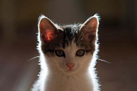 young small cat looking at the cameraの写真素材