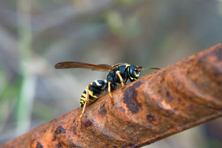 wasp sitting on the rusty metal rodの写真素材