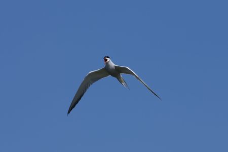 Tern Sterna hirundo flying in the sky                 