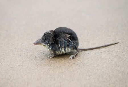 brown-toothed Eurasian water shrew sitting on the sandの写真素材