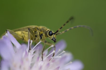 Lepturobosca virens sitting on the scabious flower