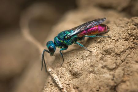 Cuckoo wasp Chrysis ignita sitting on the groundの写真素材