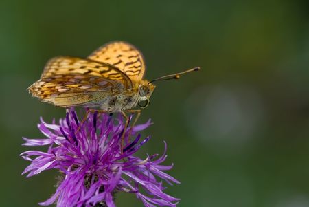 The silverspot butterfly sitting on the flowerの写真素材