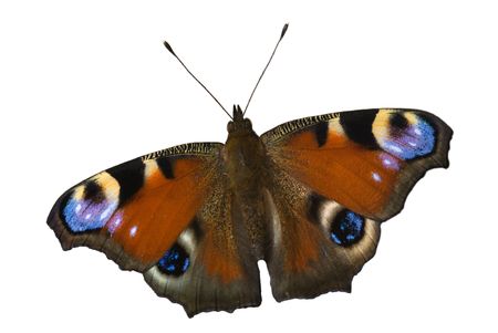 The peacock butterfly on the white backgroundの写真素材
