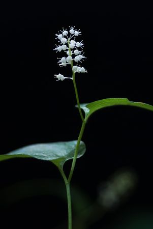 The Majanthemum bifolium on the black backgroundの写真素材